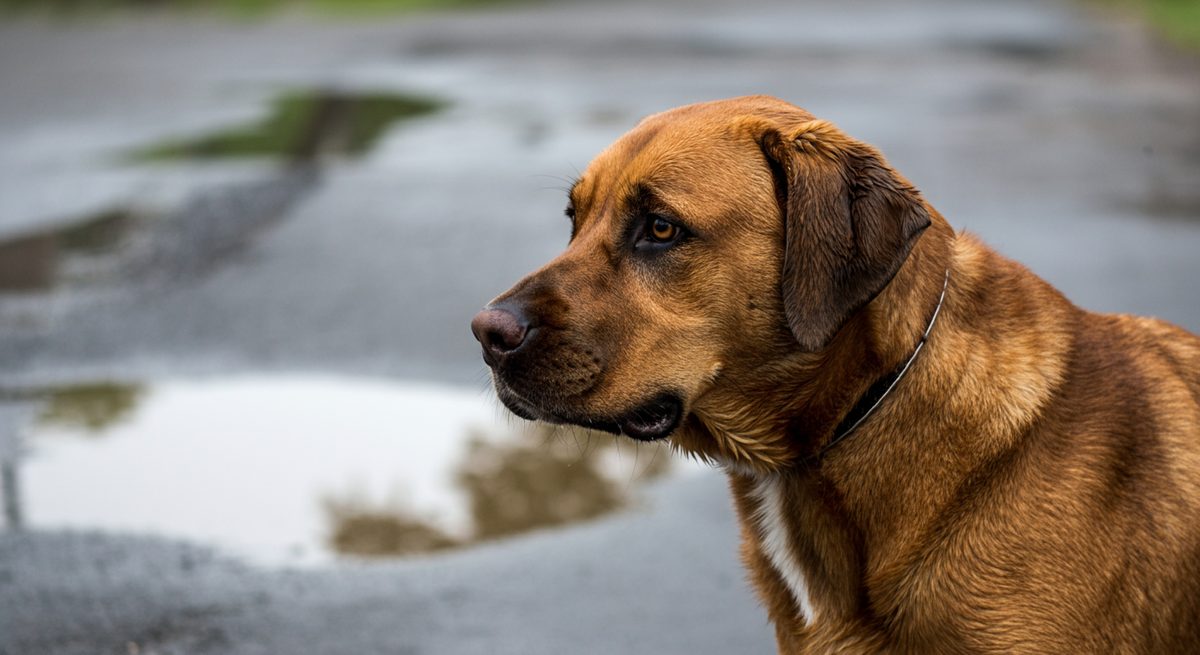 Magenprobleme nach Pfützenwasser? So hilfst du deinem Hund!