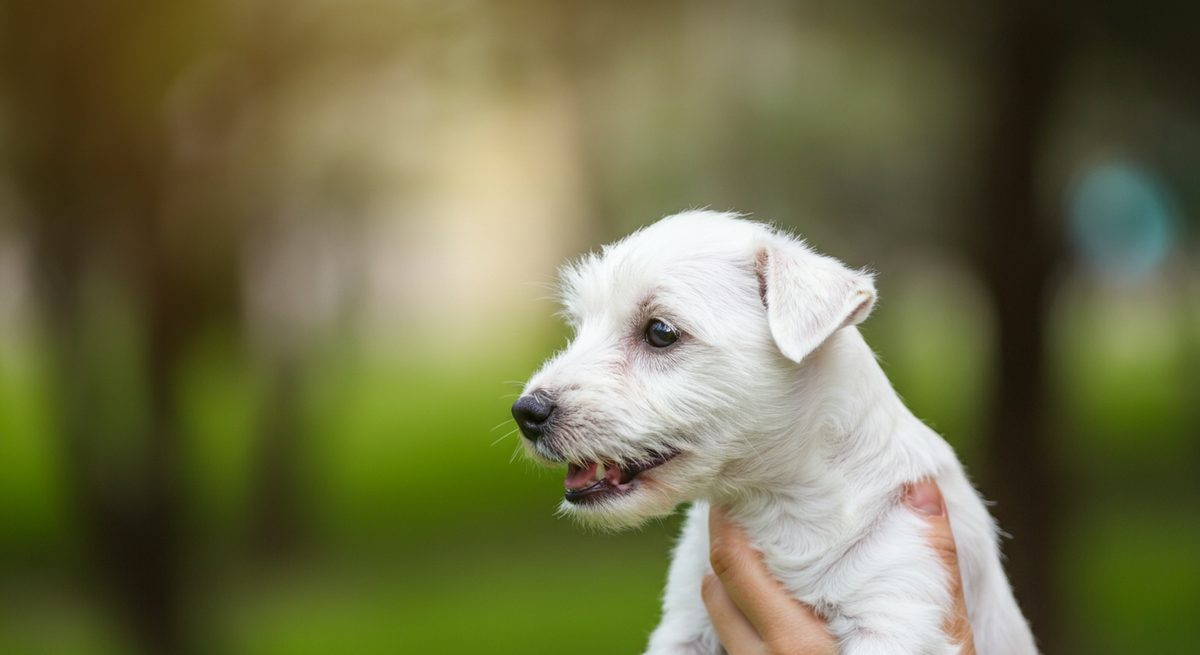 Zahnstein bei kleinen Hunden: Warum Vorsorge zählt